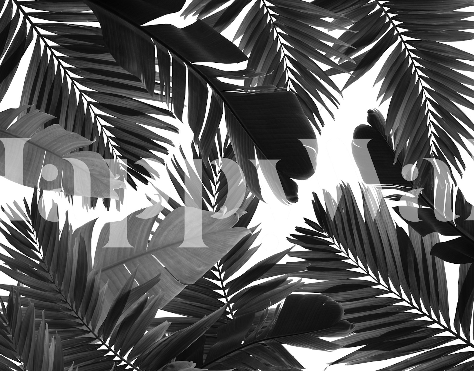 Monokrom djungellövtapet som visar en mängd olika löv i gråskala toner.