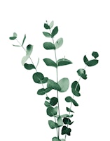 Eucalyptus Branch Dream 1 wallpaper