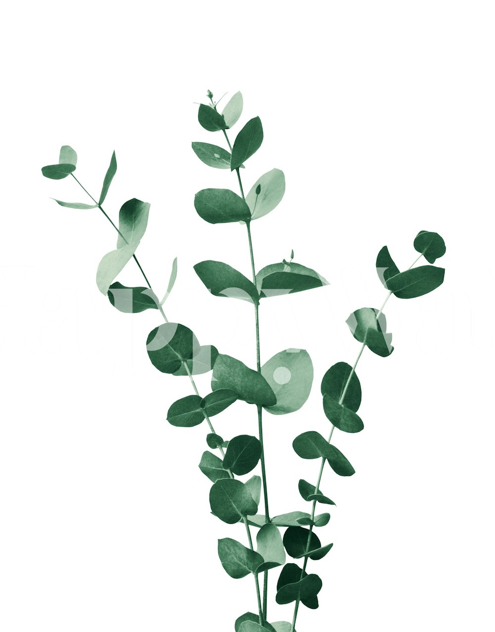 Eucalyptus branches with green leaves on a white background wallpaper