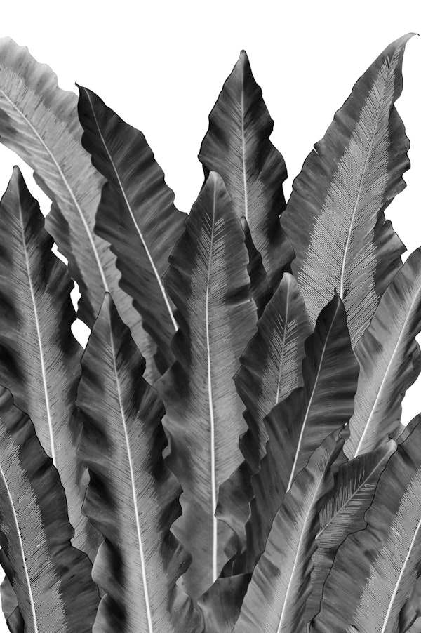 Underwater Leaves Dream 1