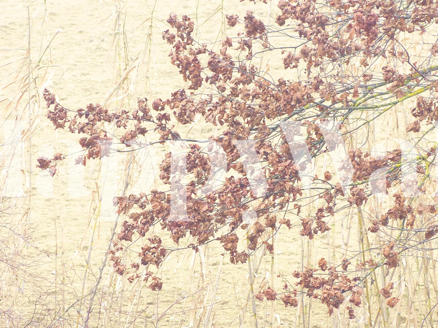 Diseño de papel pintado Autumn Branch en una habitación