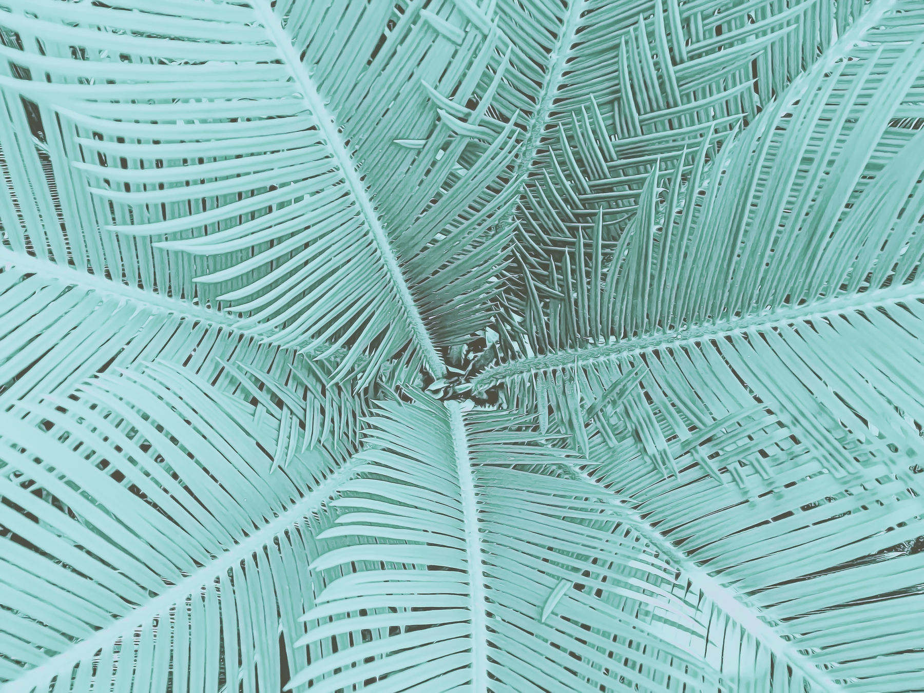 Teal Palm Leaves Wallpaper Tropical and Stylish Happywall