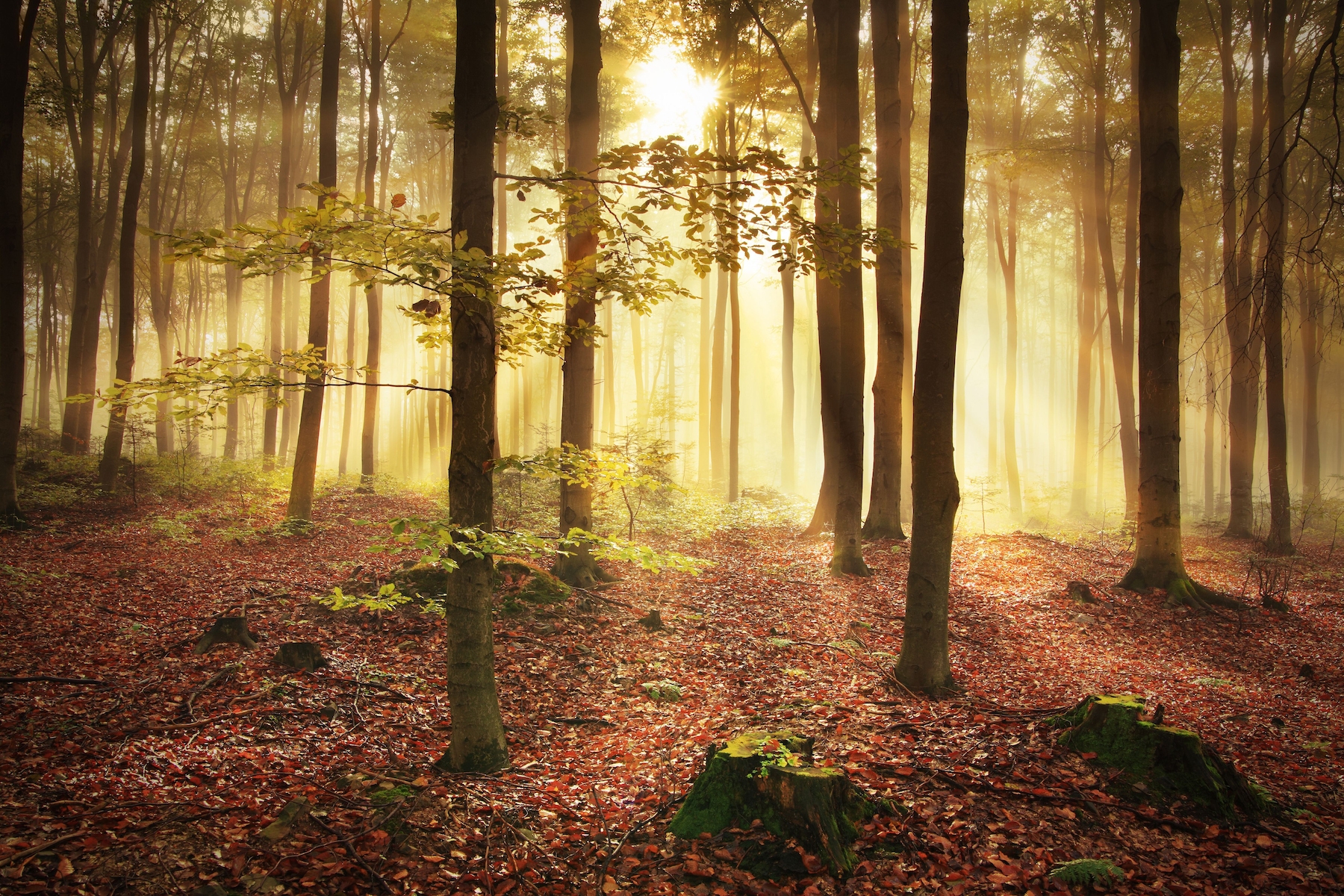 Buy Autumn Forest Wallpaper Free Shipping At Happywall Co Uk