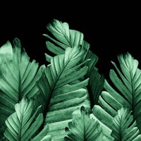 Green Banana Leaves Dream 2 ταπετσαρία