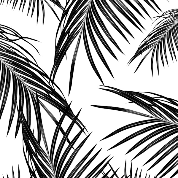 Black Palm Leaves Dream 1