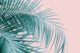 Palm Leaves Blush Summer 3