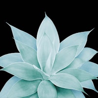 Green Agave on Black 1 ταπετσαρία