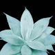 Green Agave on Black 1