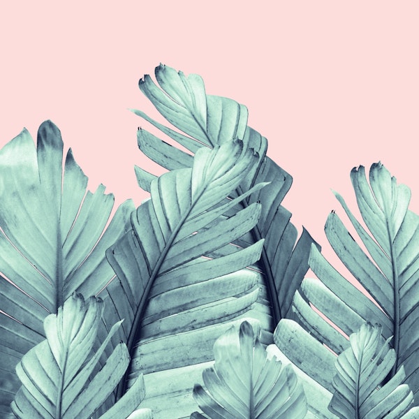 Blush Banana Leaves 5