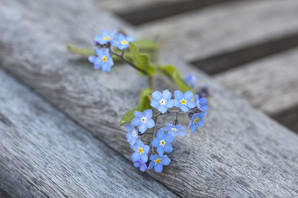 Forget Me Not Flower Still