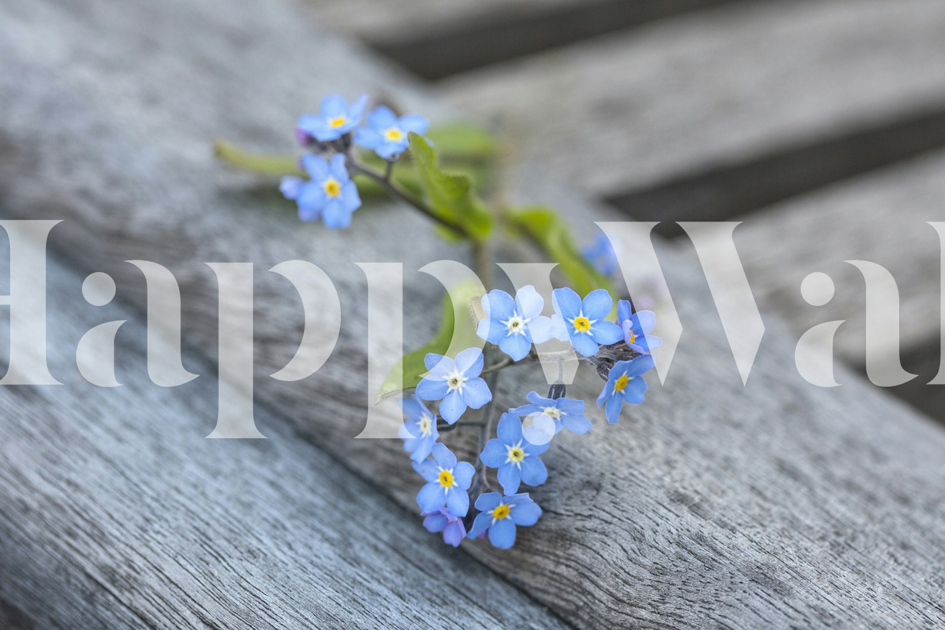 Vergeet-mij-niet bloemen liggend op een rustieke houten muurschildering