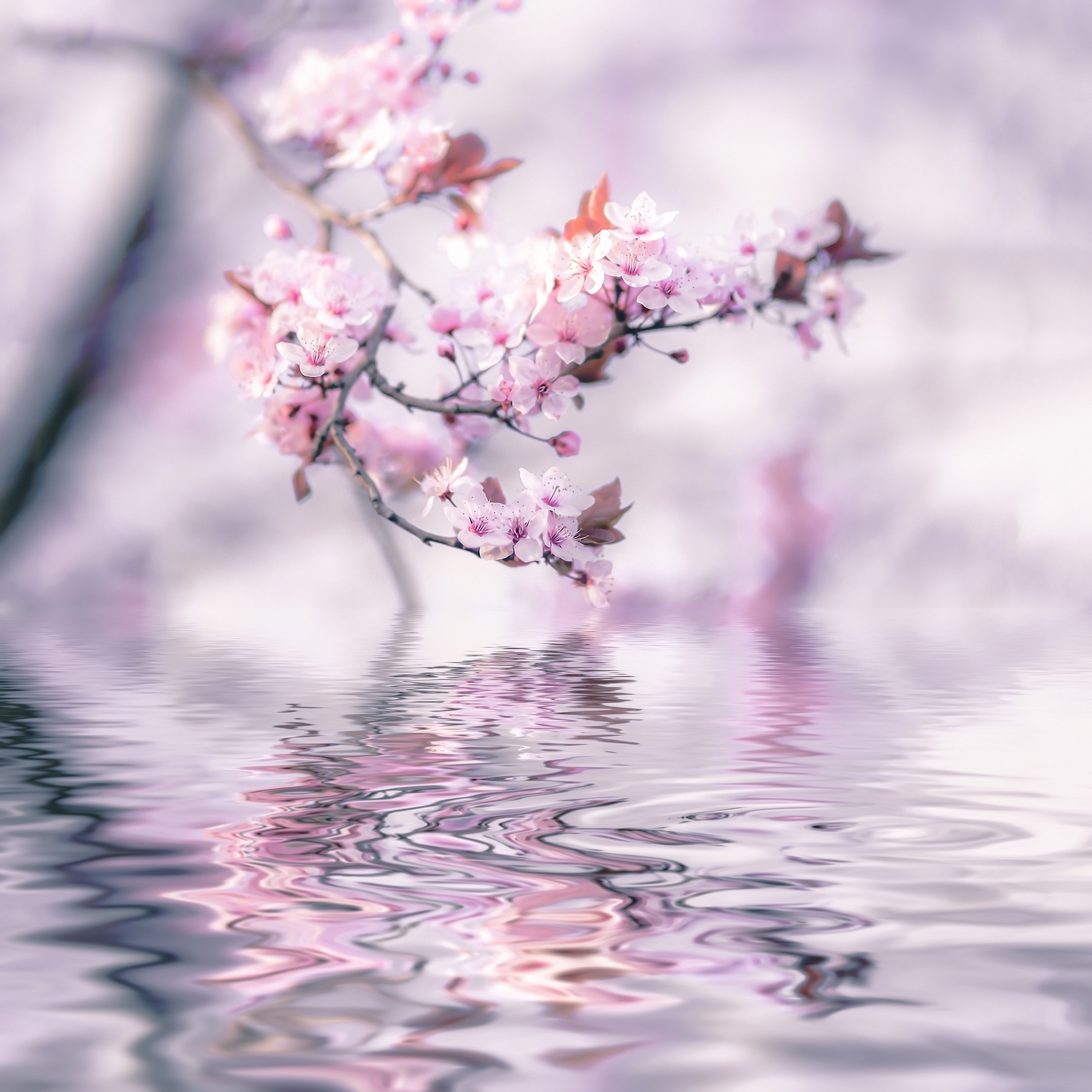 Buy Cherry Blossom and Water Wallpaper Online | Happywall