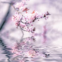 Cherry Blossom And Water ταπετσαρία