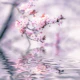 Cherry Blossom And Water