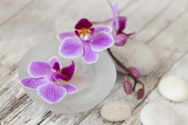 Pink Orchid Flower Still Life