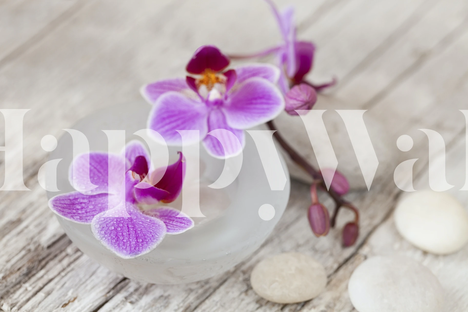 Pink Orchid Flower Still Life wall mural on a wooden backdrop with pebbles