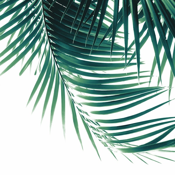 Palm Leaves Green Vibes 4