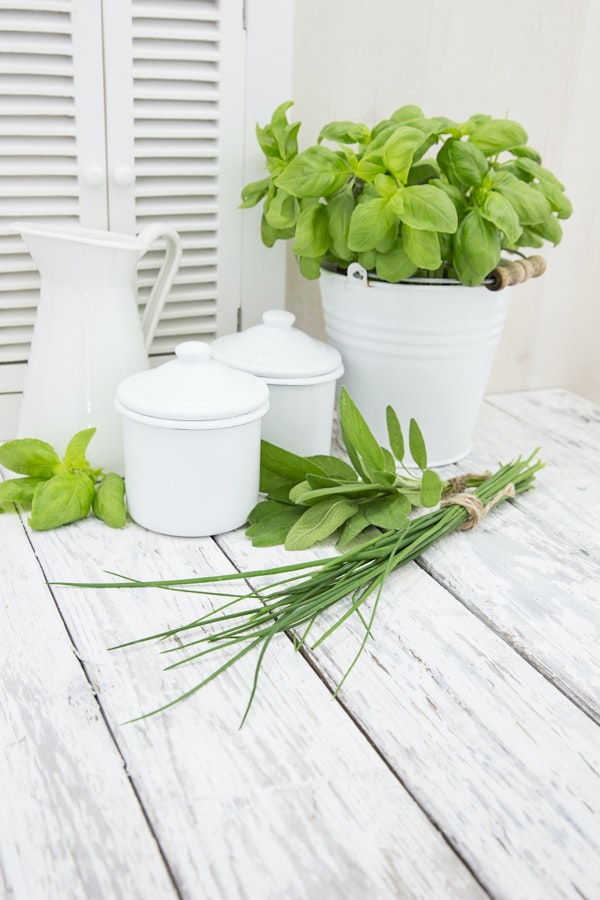 Frehs Green Herbs Still Life