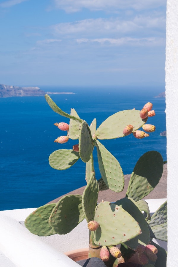 Santorini Cacti Dream 1