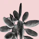 Black Blush Cactus 1