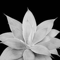 Gray Agave on Black 1 ταπετσαρία