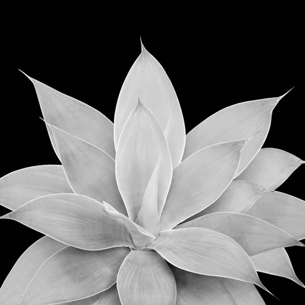 Gray Agave on Black 1