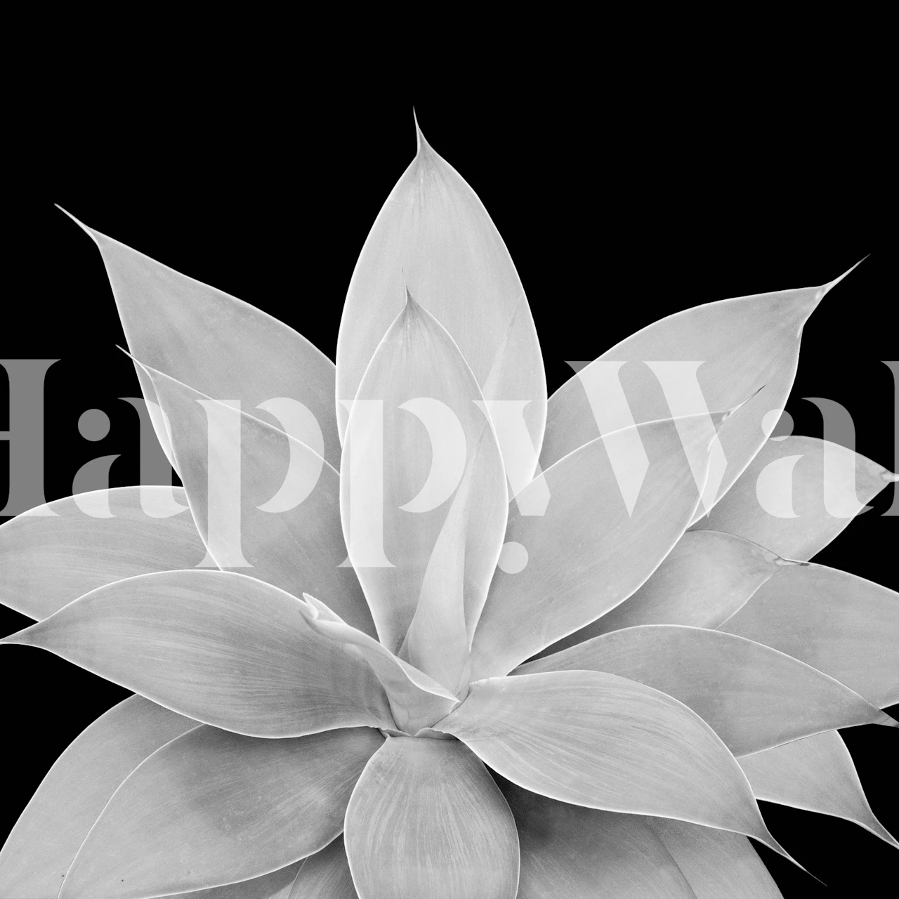 Black and white agave plant wall mural