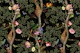 Chinoiserie Tropical Night