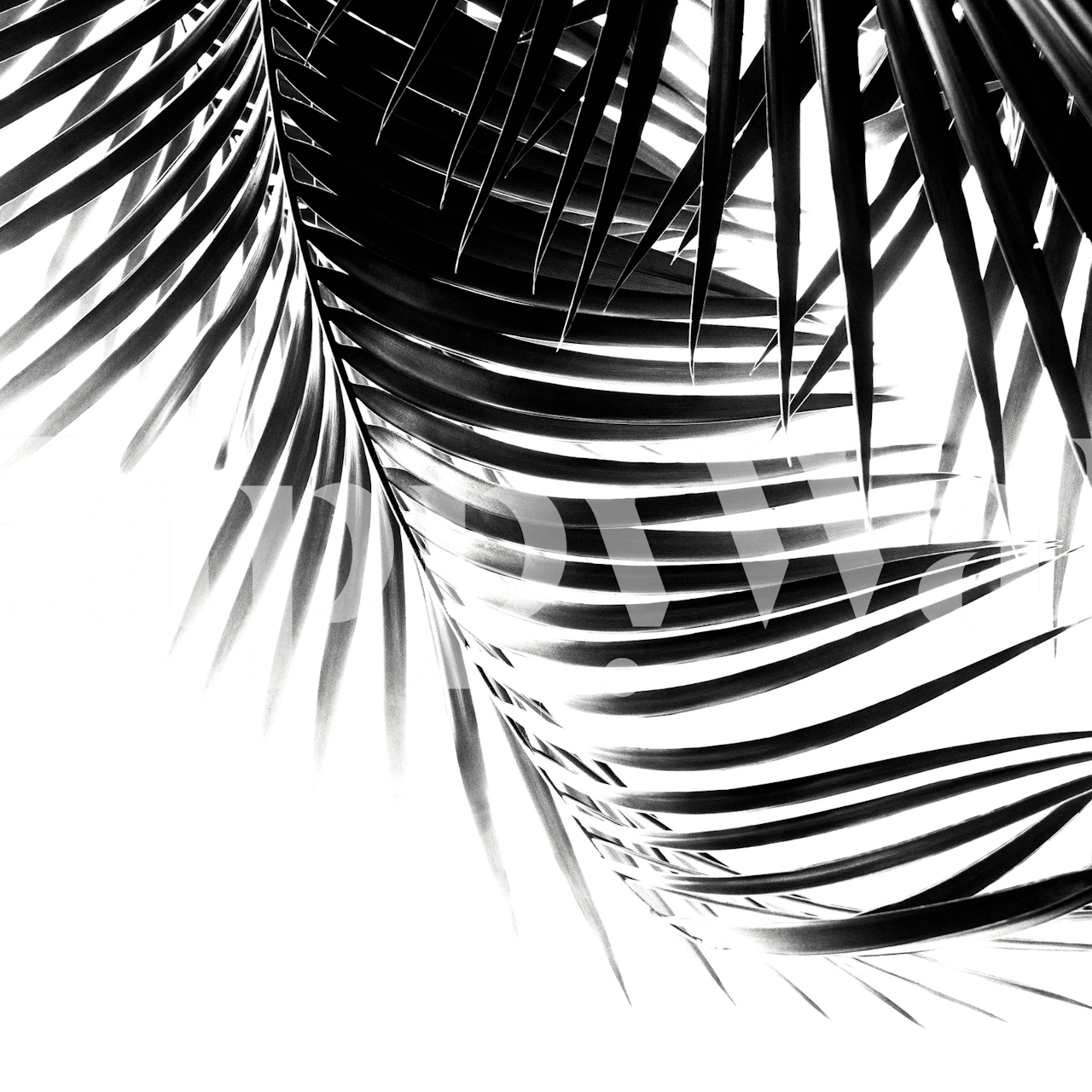 Palm Leaves Black 1 tapet i ett rum