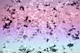 Unicorn Girls Glitter Stars 1