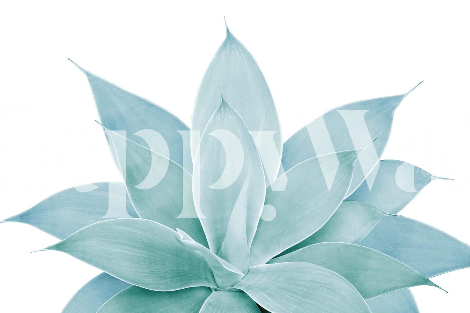 Green Agave 1 Wallpaper from Happywall