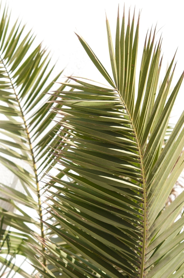 Santorini Palm Leaves Dream 1