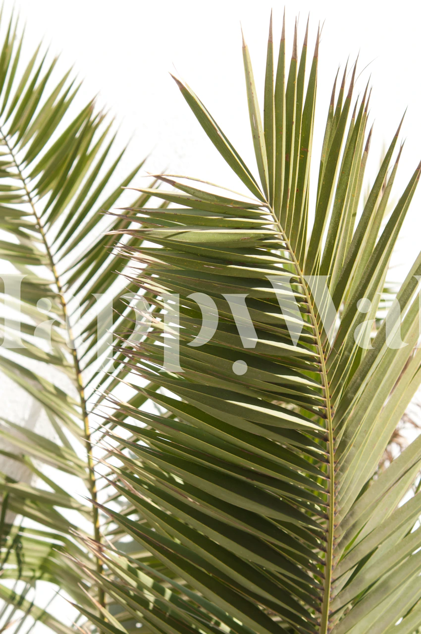 Santorini Palm Leaves vægmaleri med bløde grønne toner og en drømmende baggrund