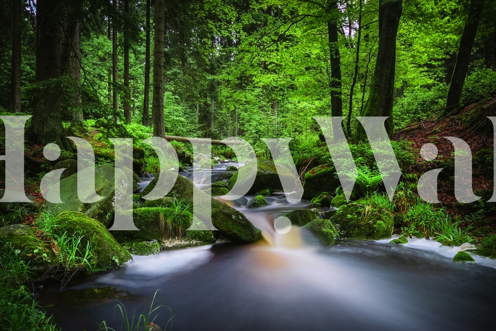 Papier peint ruisseau forestier tranquille avec verdure luxuriante