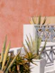 Santorini Agave Dream 1
