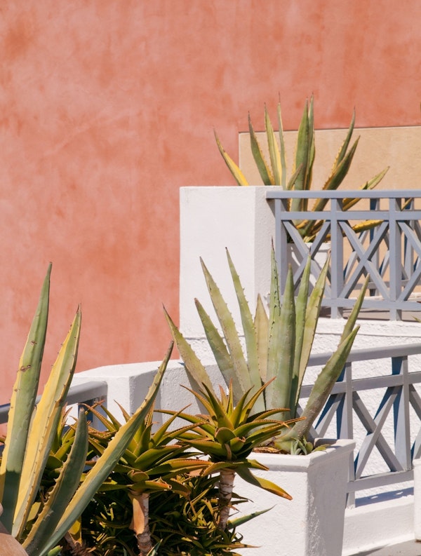 Santorini Agave Dream 1