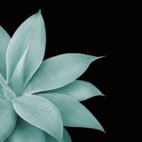 Agave Finesse 4 behang