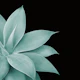 Agave Finesse 4