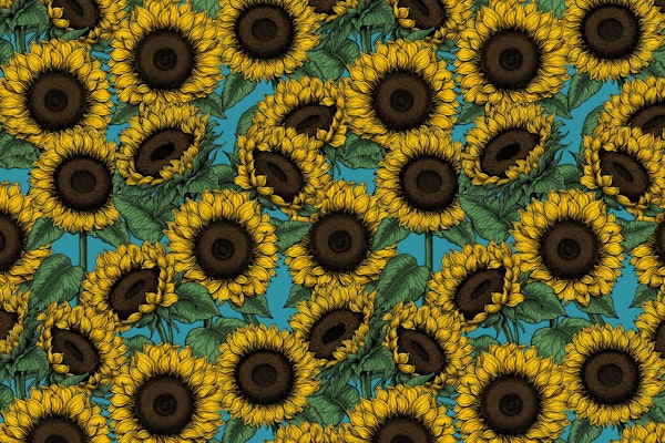 Sunflower field 2