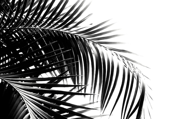Palm Leaves Black White 3