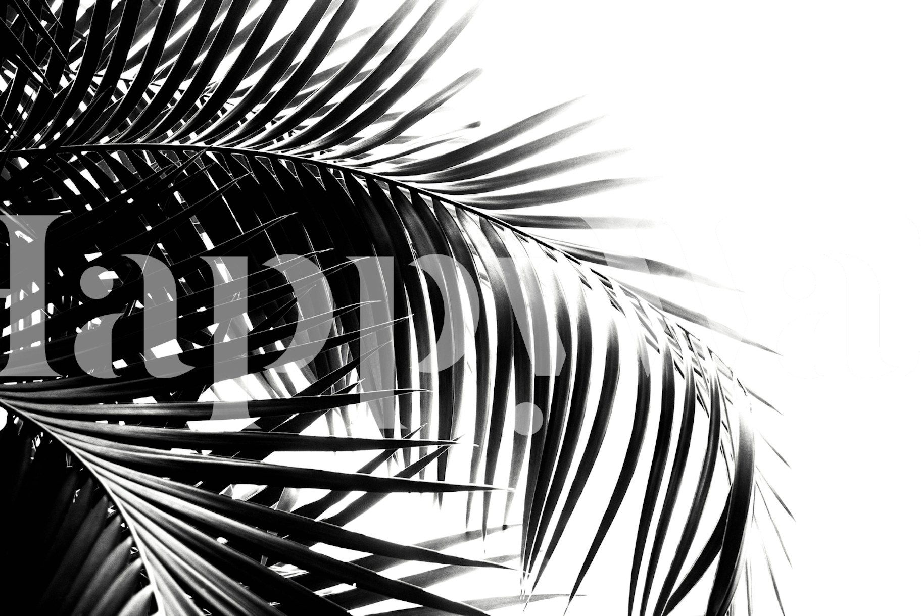 Palm Leaves Black White 3 wallpaper - Free shipping | Happywall