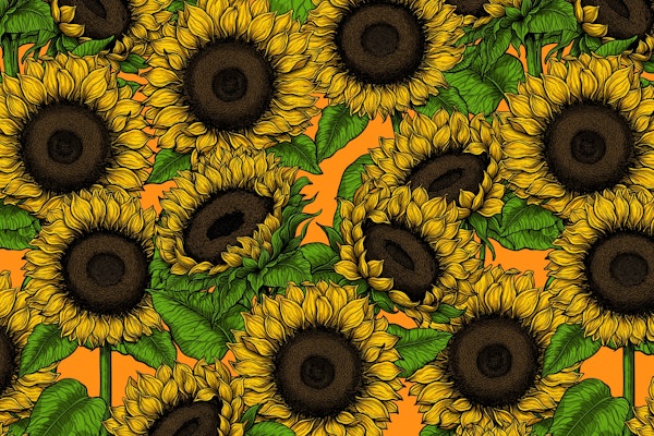 Sunflower field 3