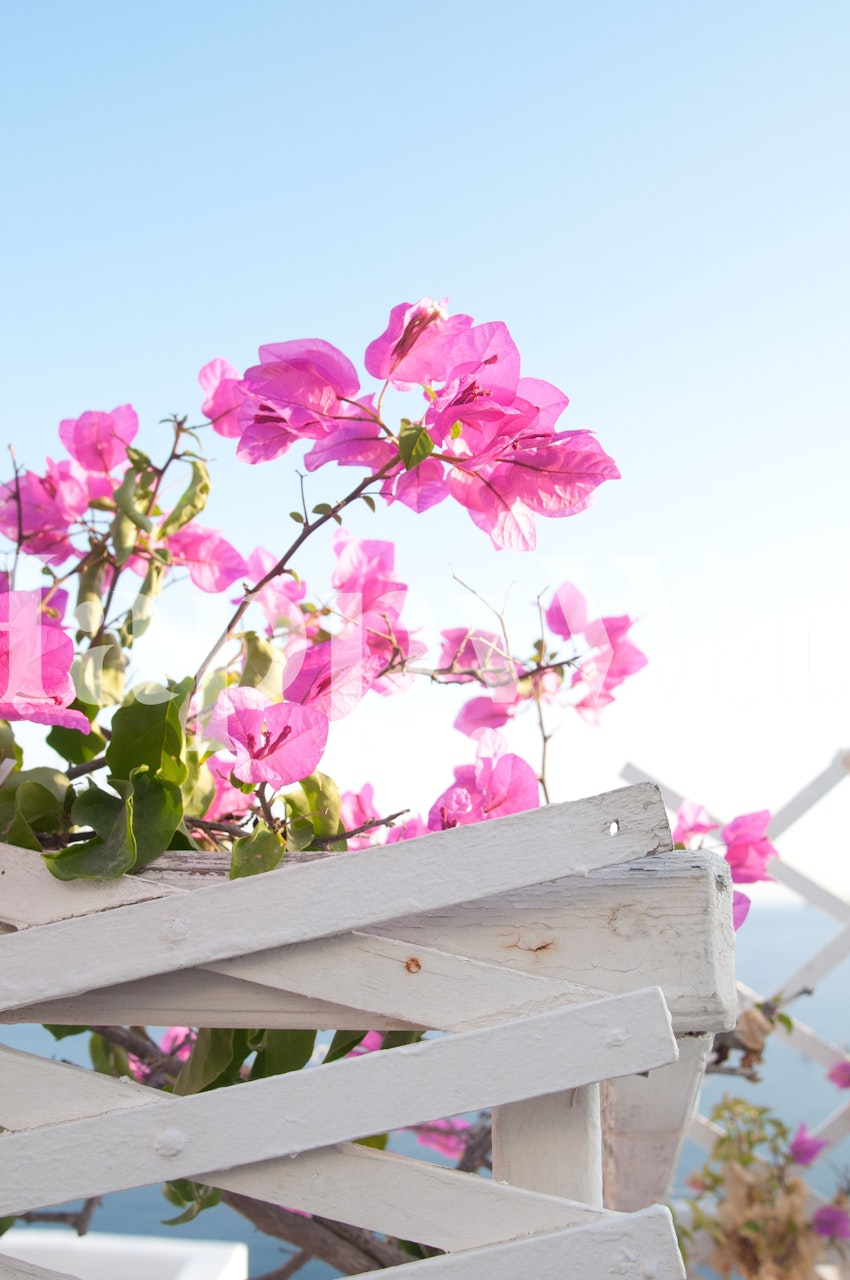 Pink bougainvillea flowers against a clear sky with white wooden elements wallpaper