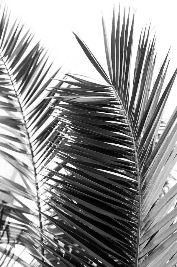 Santorini Palm Leaves Dream 2