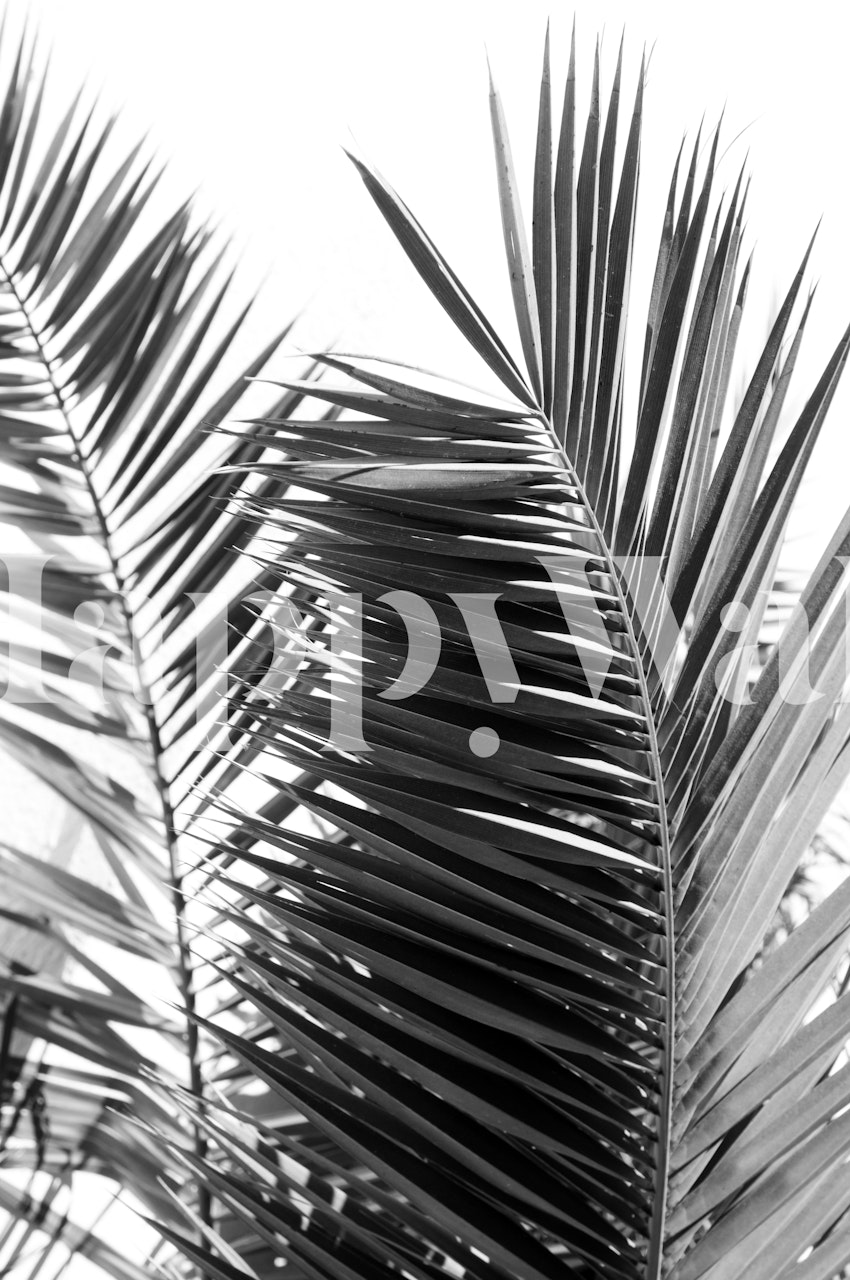 Monokrom palmeblad design vægmaleri for en rolig hjemmestemning