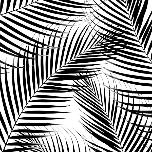Palm Leaves Black White 1