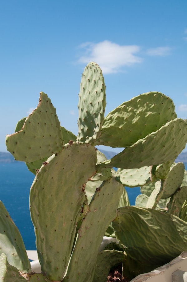 Santorini Cacti Dream 2