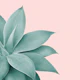 Agave Finesse 3