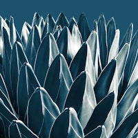 Agave Chic 5 ταπετσαρία