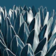 Agave Chic 5
